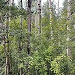 Storybook In The Forest * Santa Fe