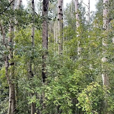 Storybook In The Forest * Santa Fe