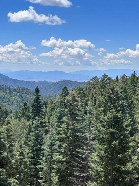 Storybook In The Forest