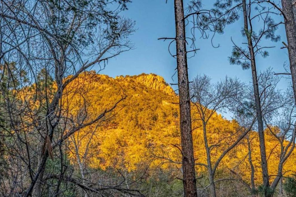 Storybook In The Forest *
